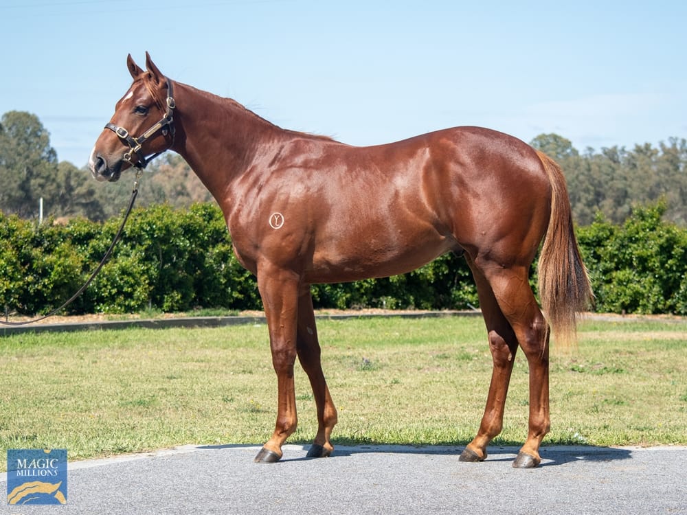 The Capitalist colt out of Gibraltar Girl 