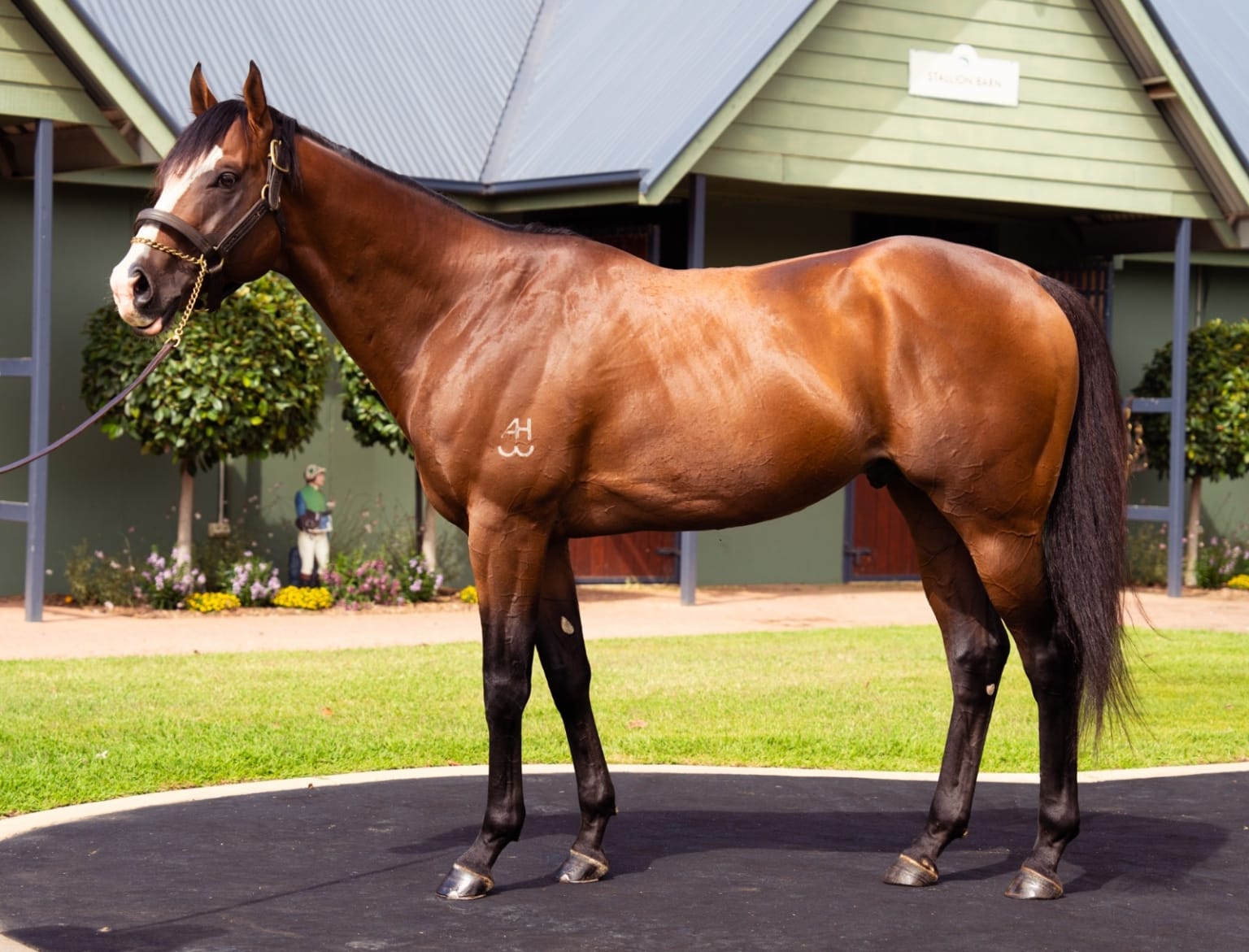 Lofty Strike at Swettenham Stud.