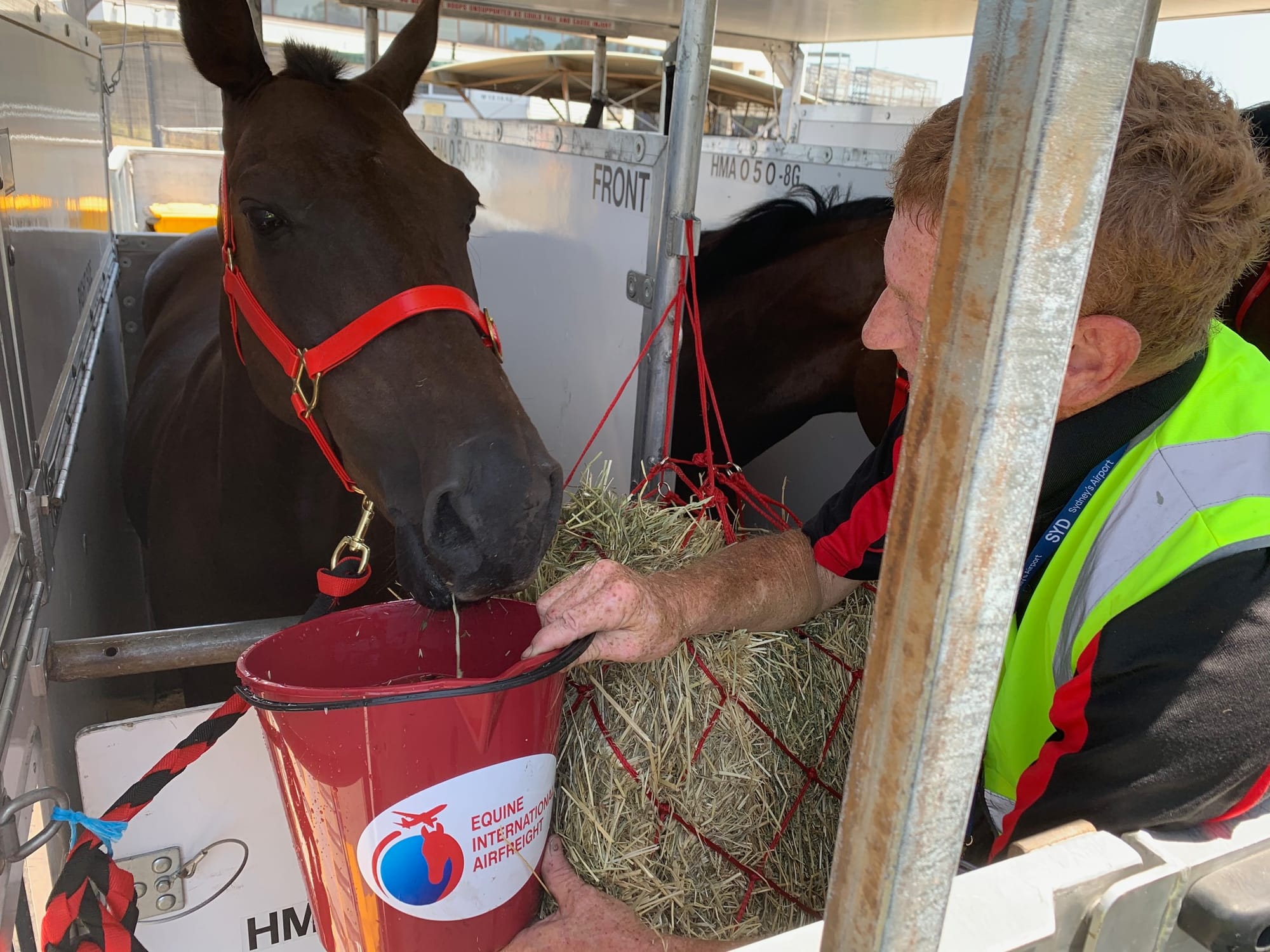 Equine International Airfreight.