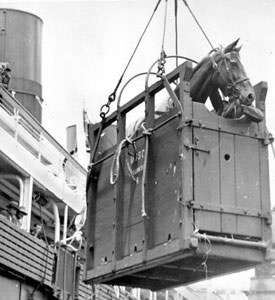Phar Lap on his way to America.