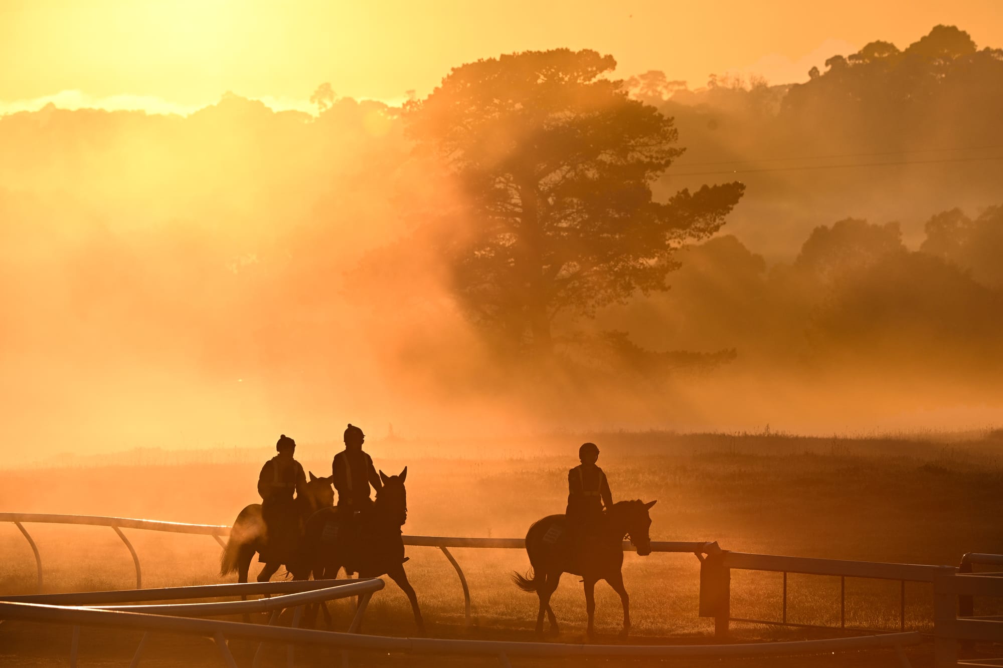 European-bred horses
