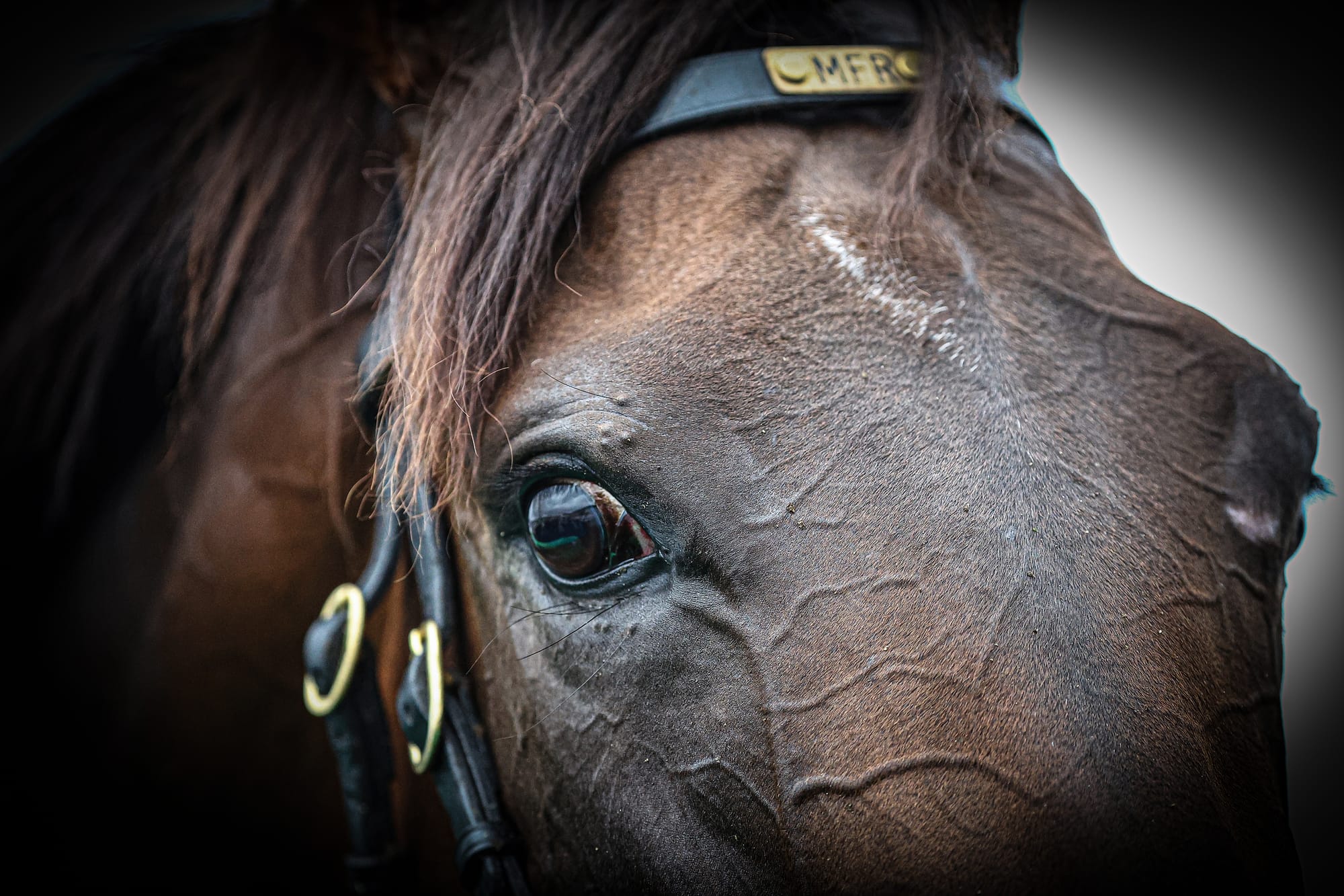 Golden Slipper contender Manaal.