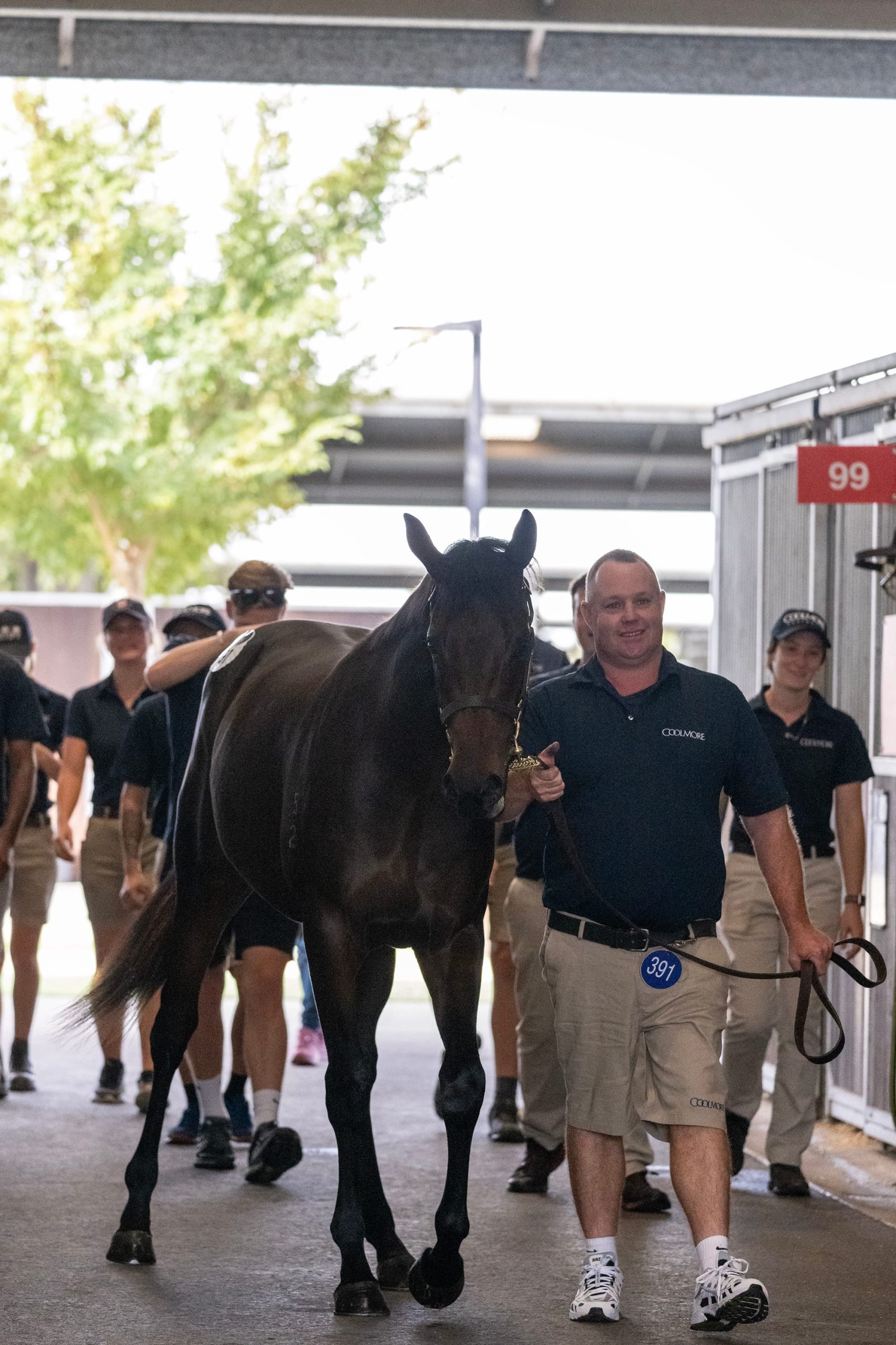 Paddy Sheehan and the $10 million filly 