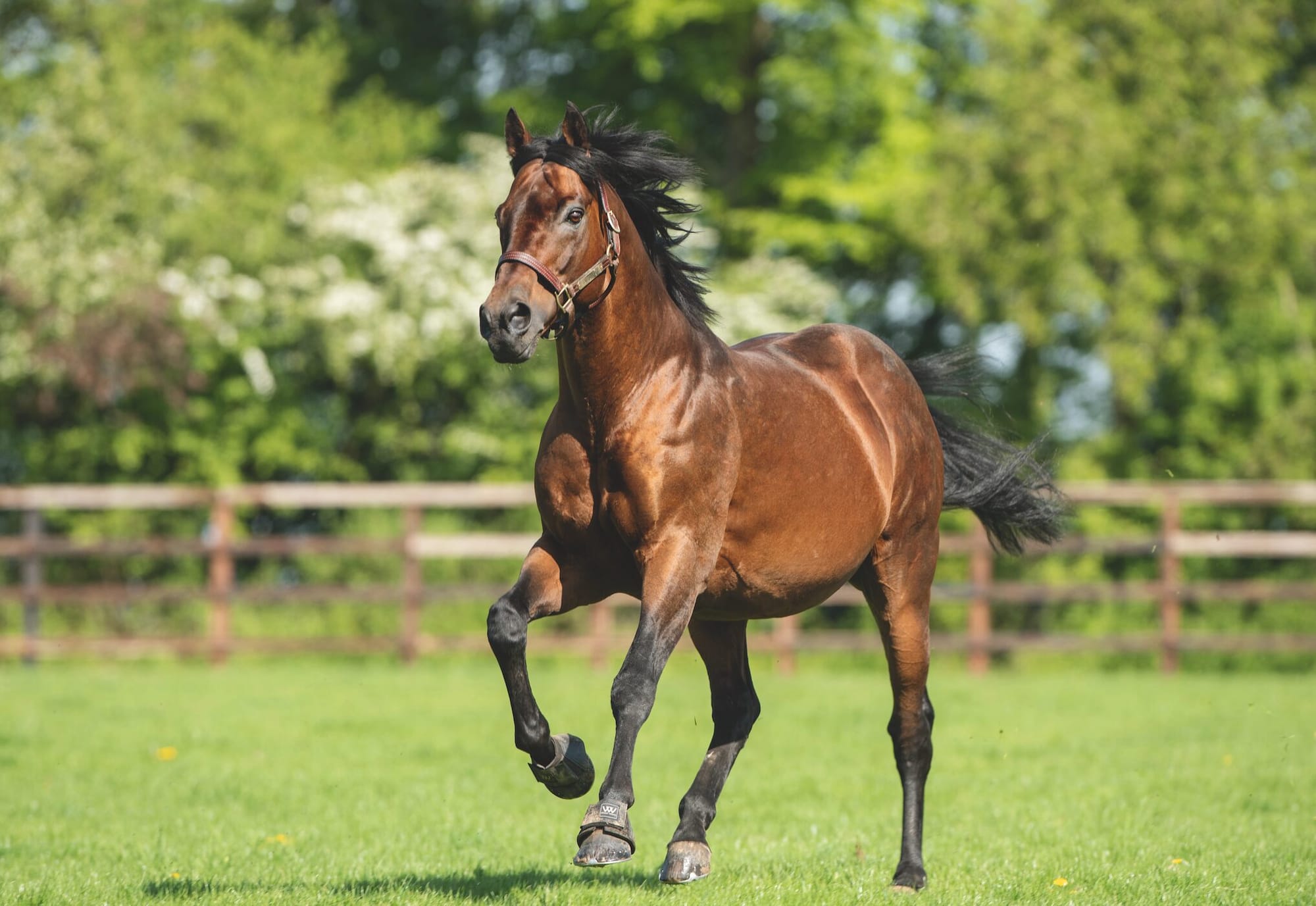 Dubawi