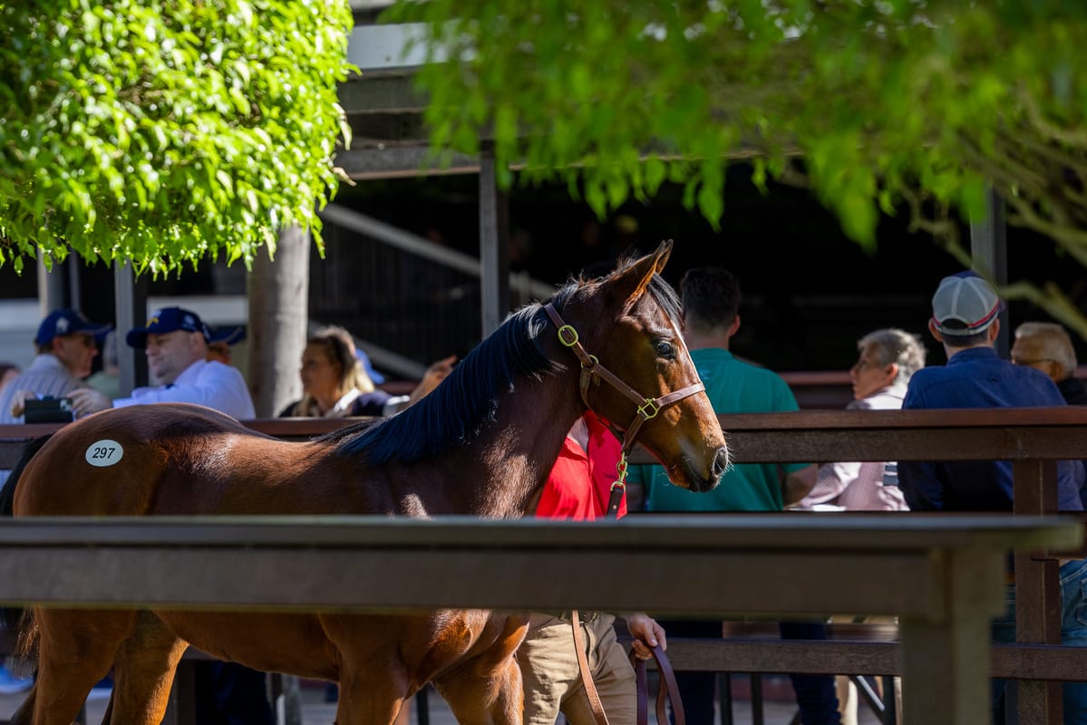 Magic Millions weanling sales