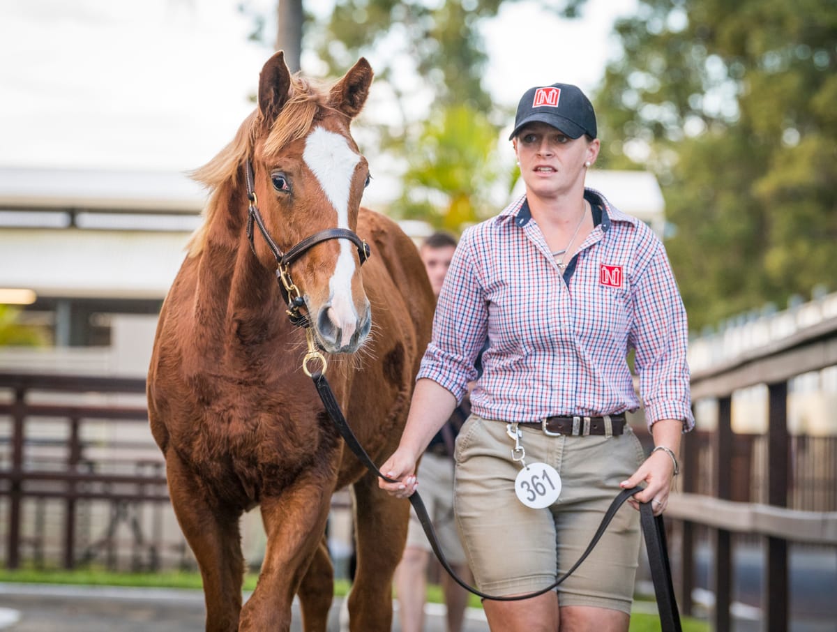Magic Millions weanling sale