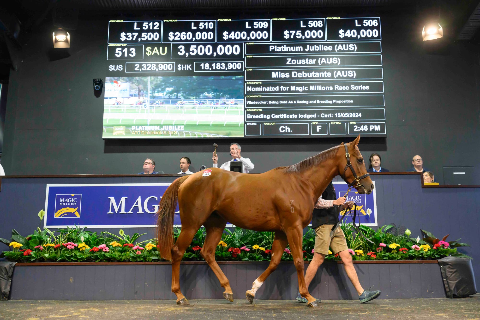 Platinum Jubilee sold for $3.5 million (Photo: Magic Millions) 