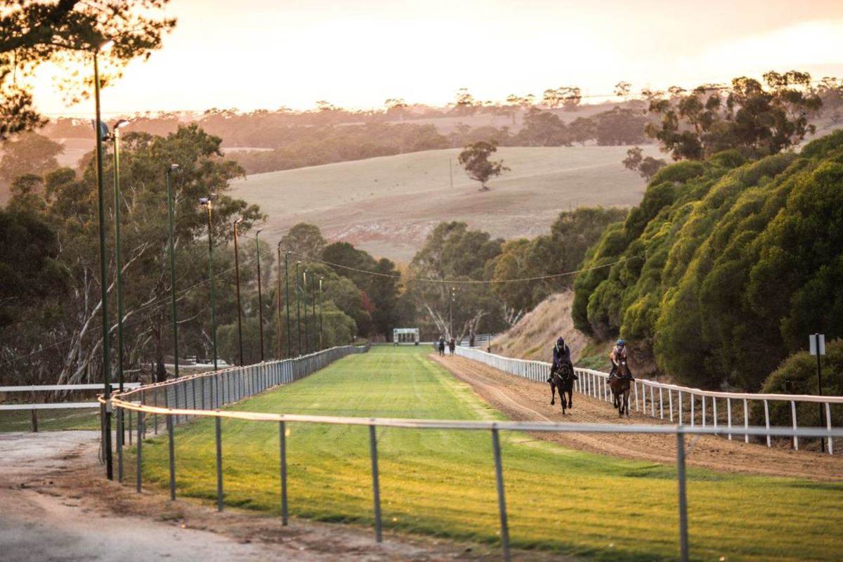 Training gallop at Angaston