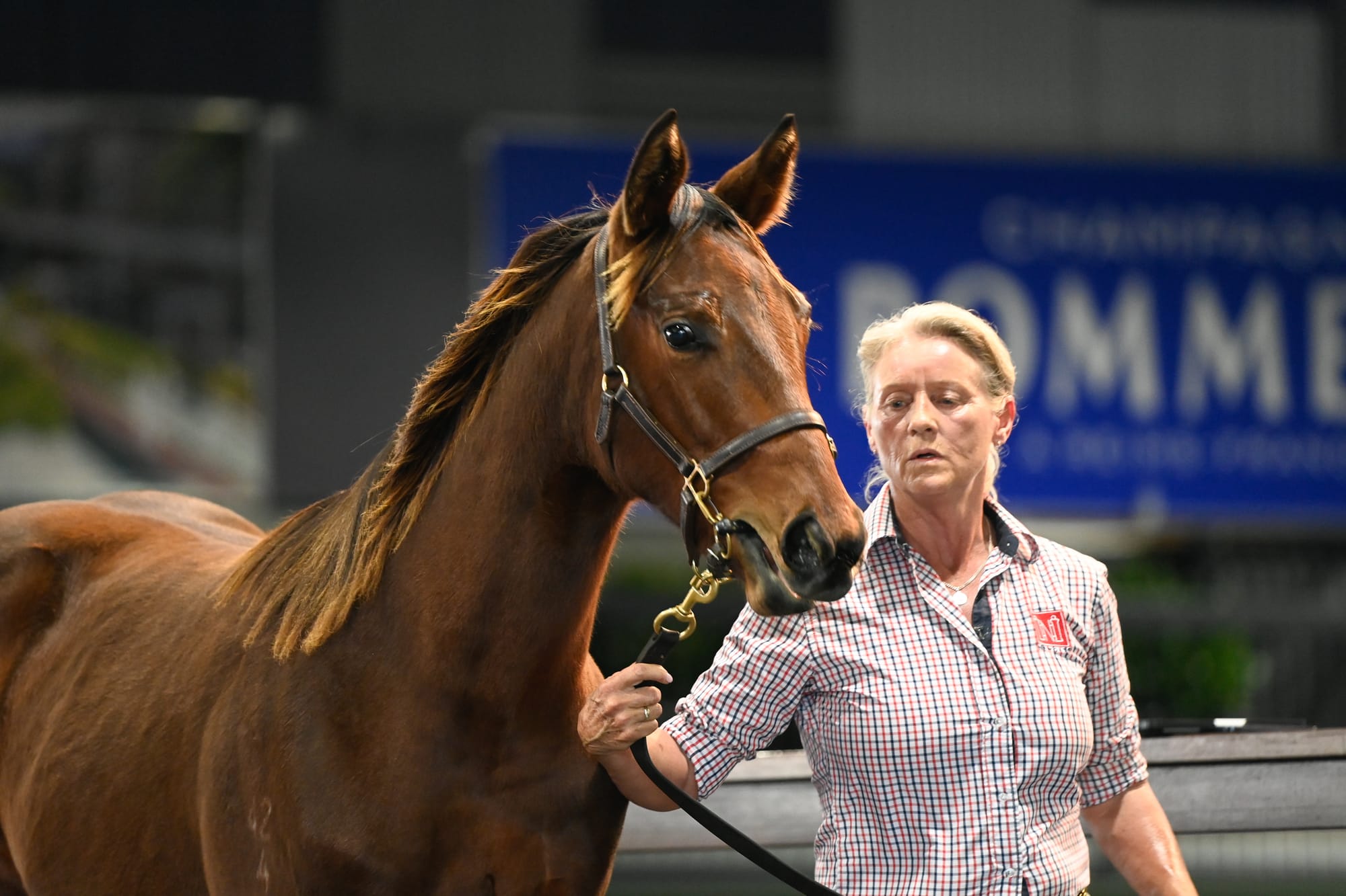 filly by Anamoe