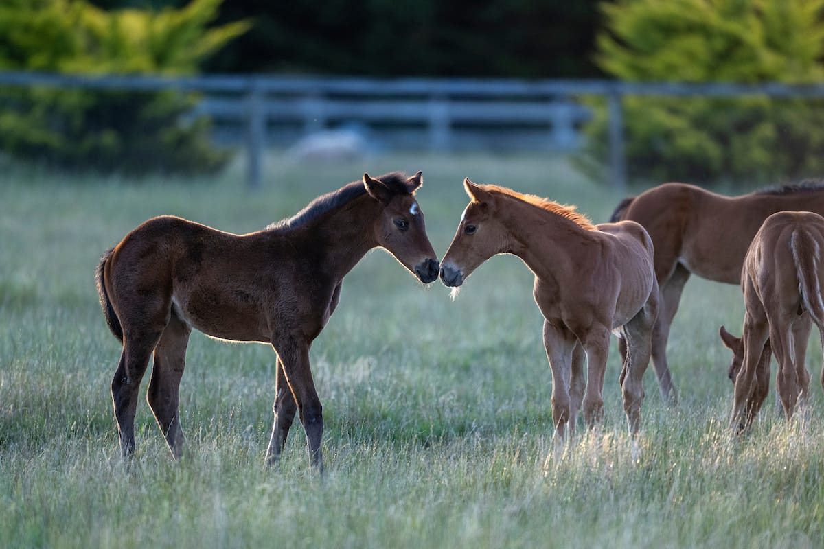 Racing Australia foals