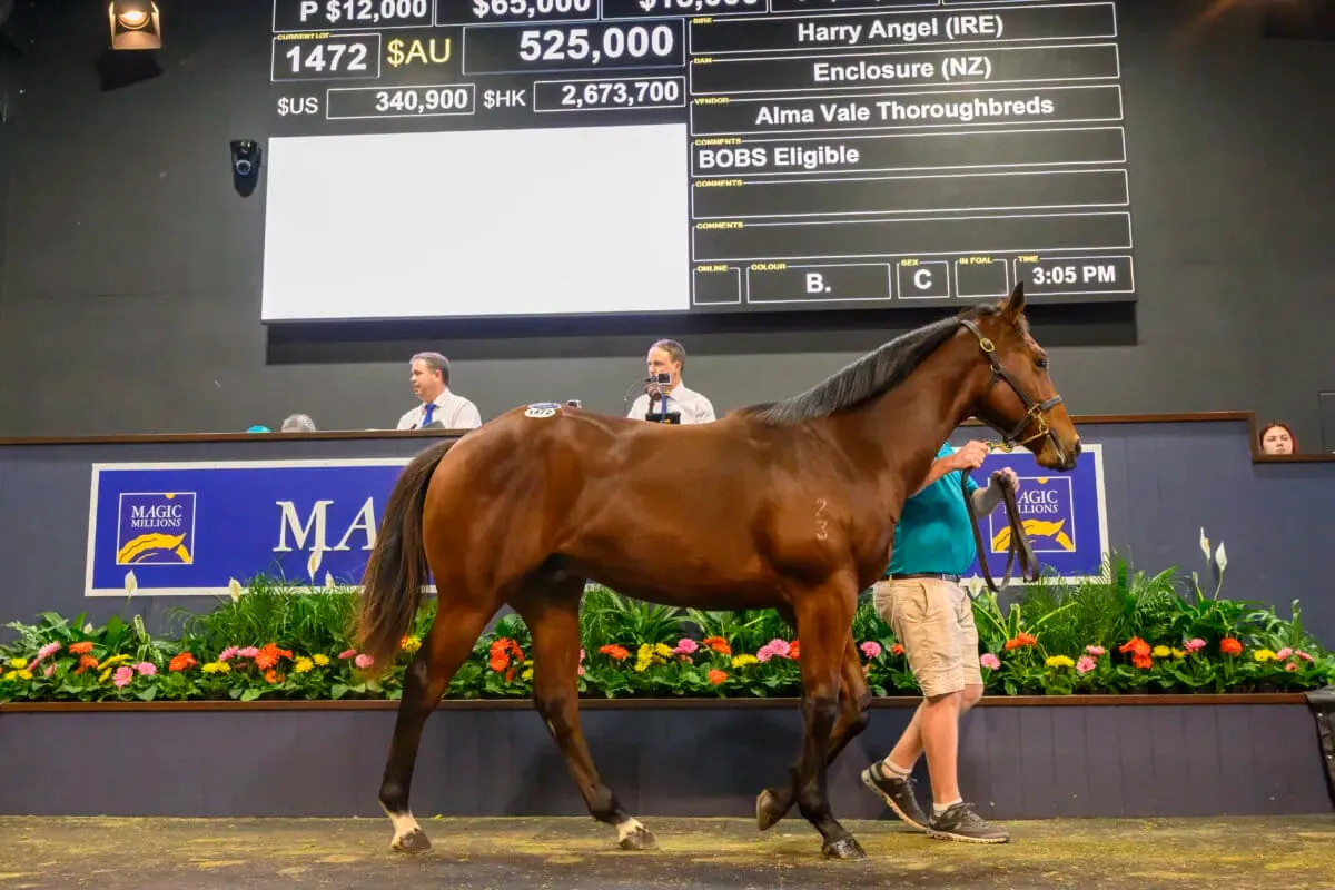 Harry Angel colt