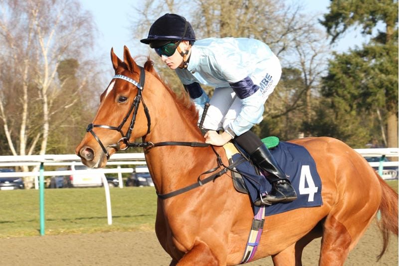 Bountiful is being offered as part of the special sale collaboration between Tattersalls and Inglis. (Photo: Tattersalls) 