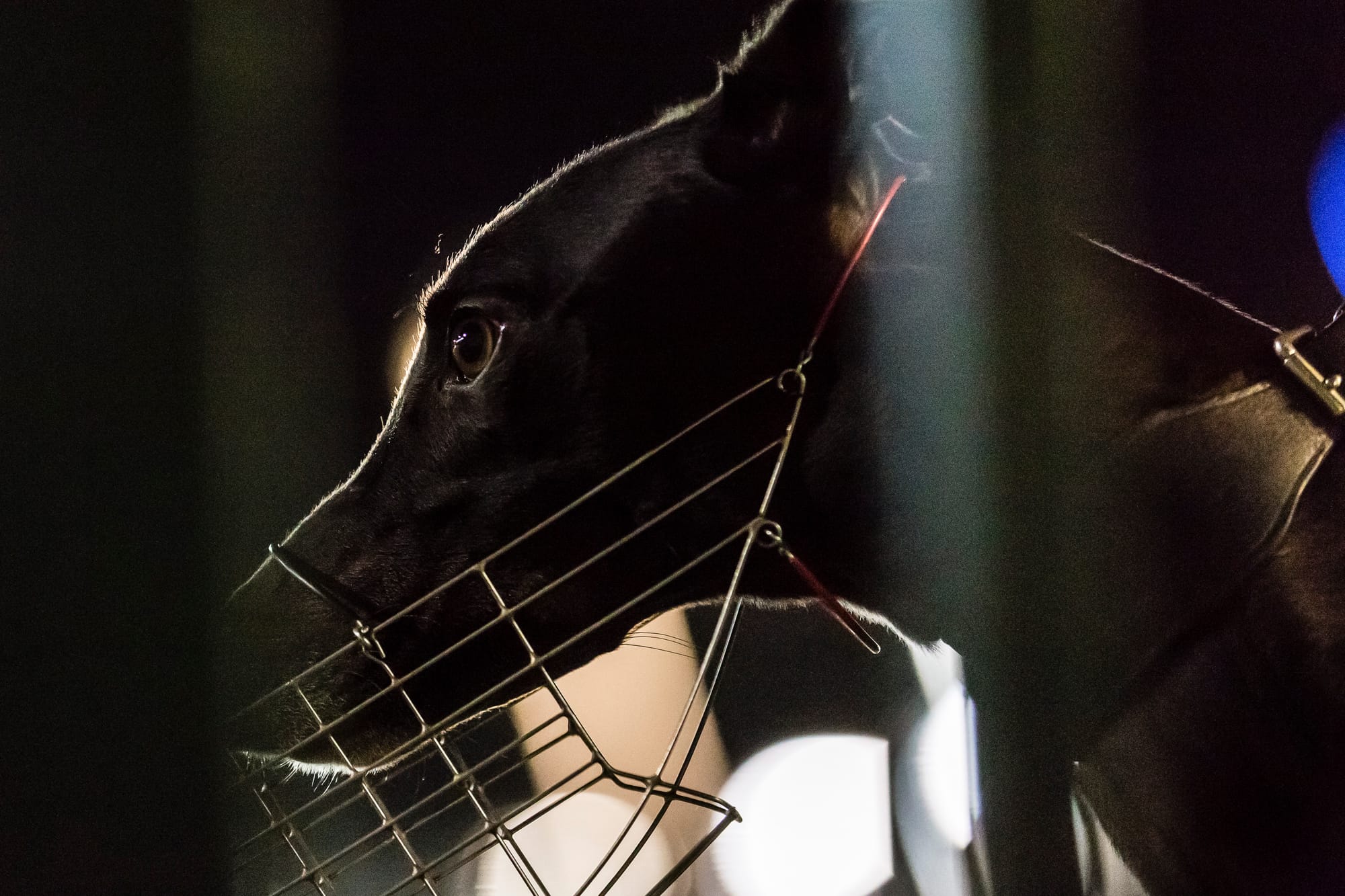Greyhound racing