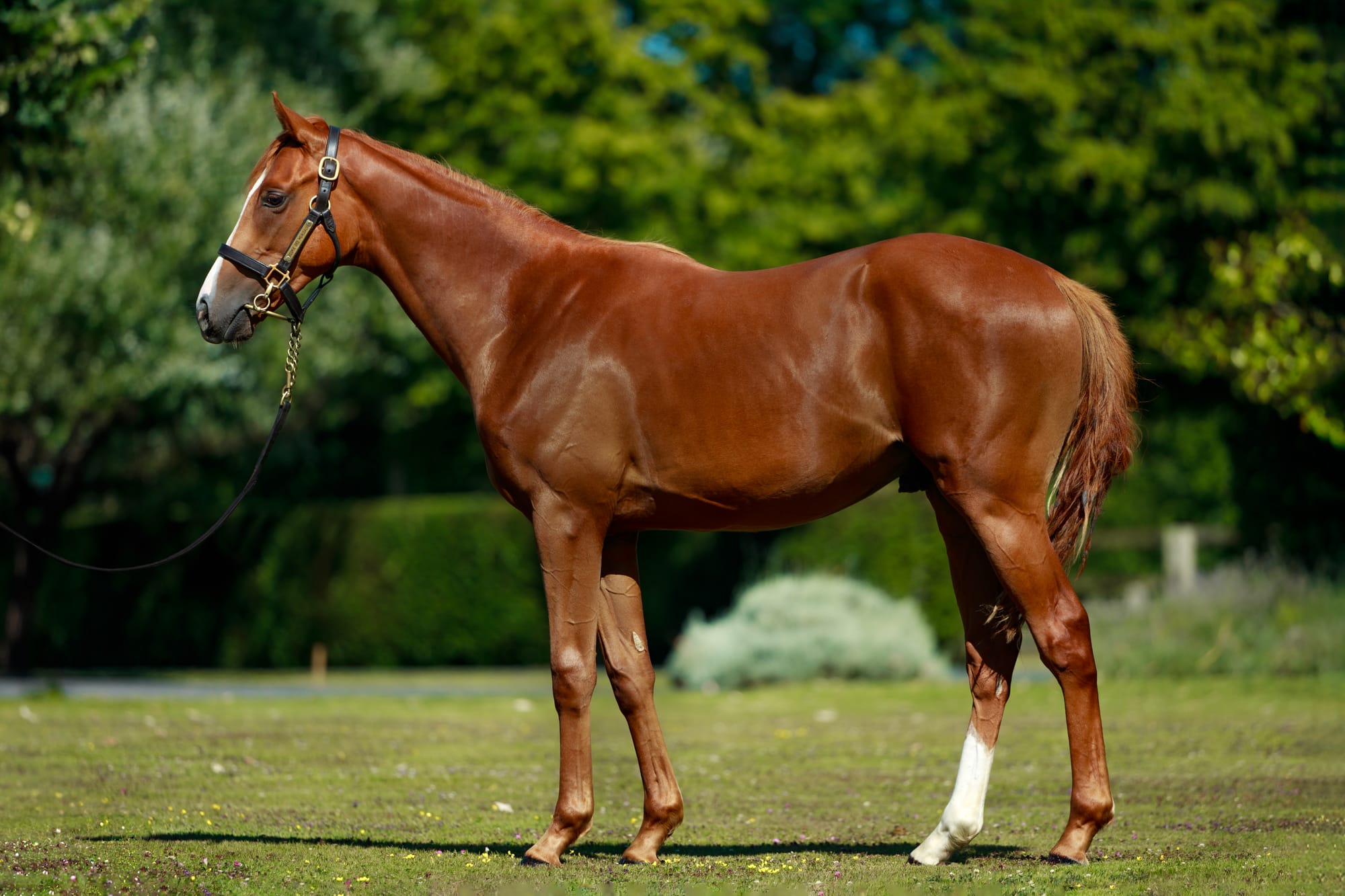 New Bay colt
