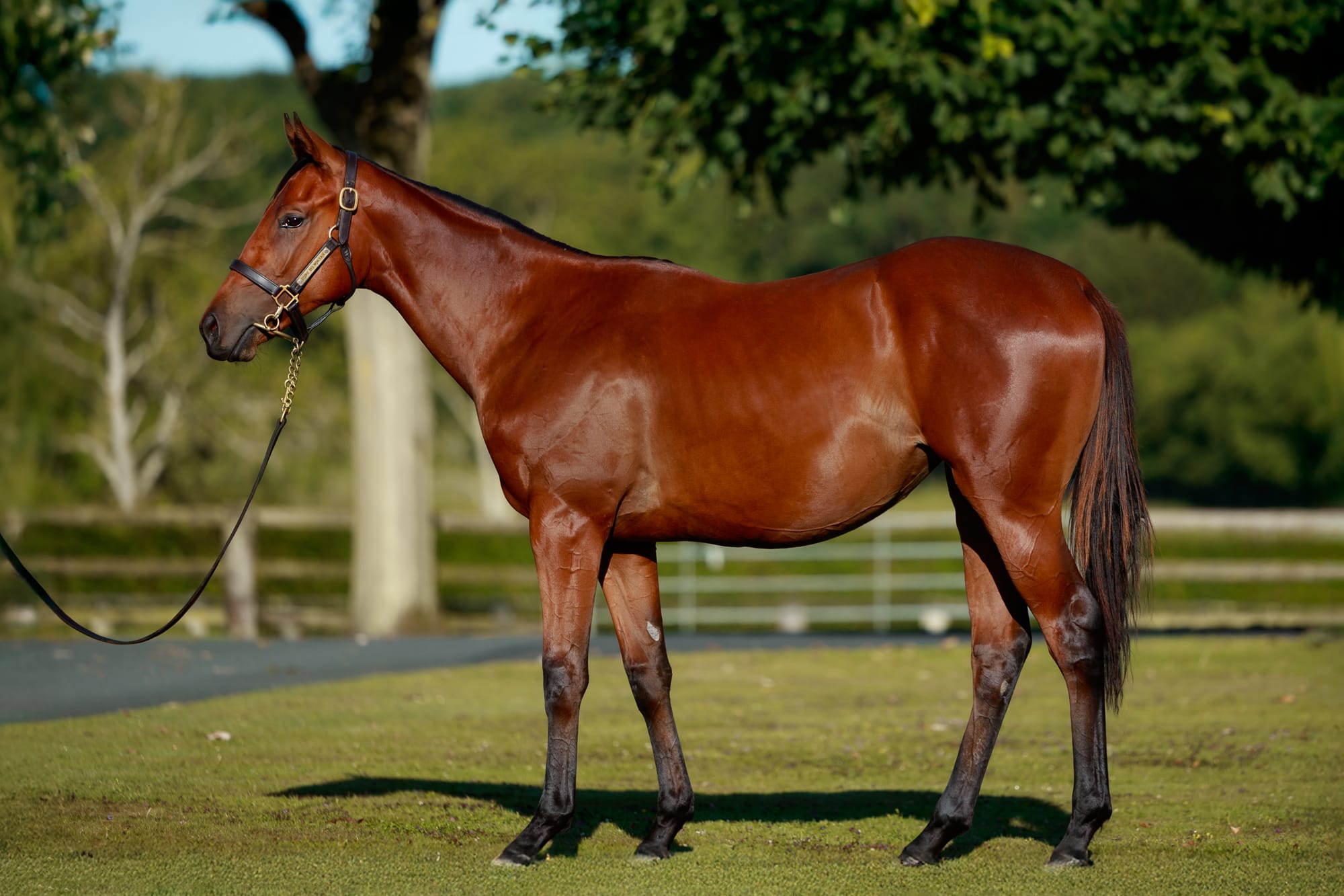 Arqana