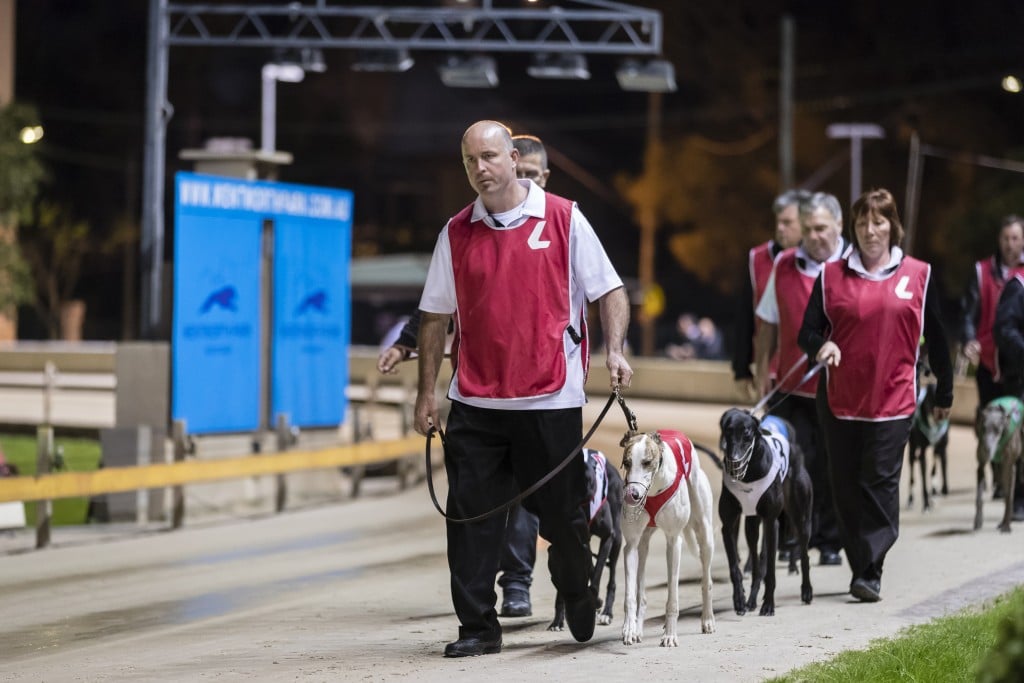 Greyhound racing
