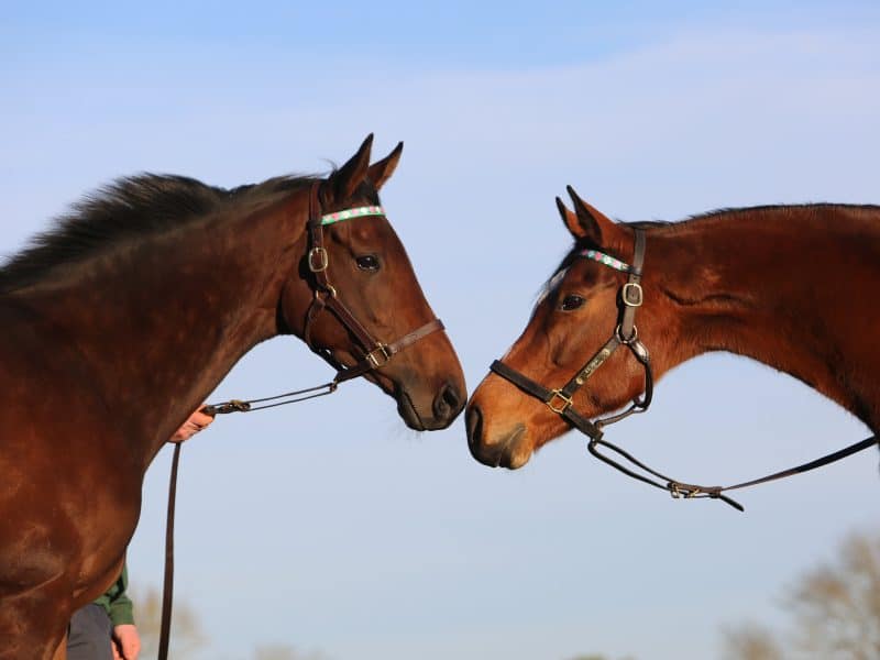 Bluestocking and Enable