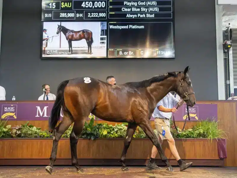 Perth Magic Millions