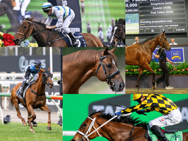 Top Fvie Australian Horses