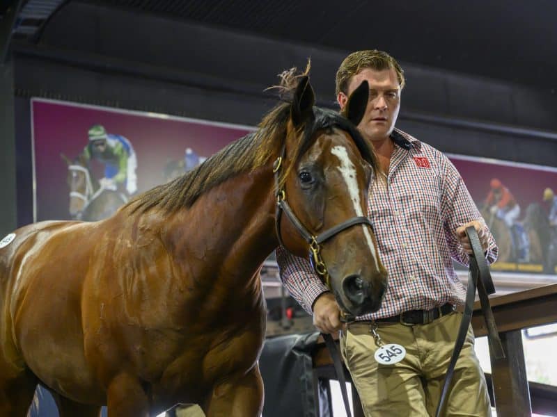 The colt by Frankel out of Miss Alacrity