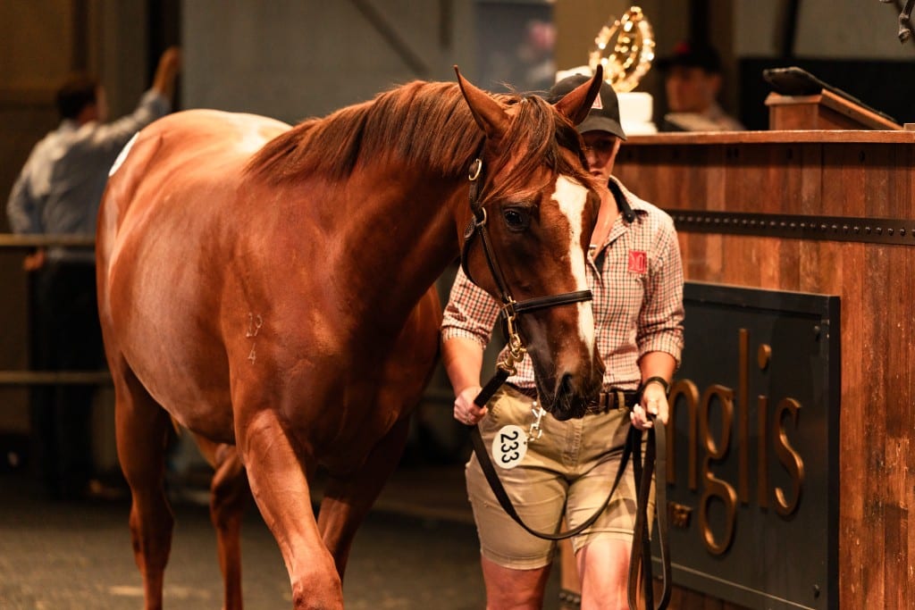Extreme Choice filly