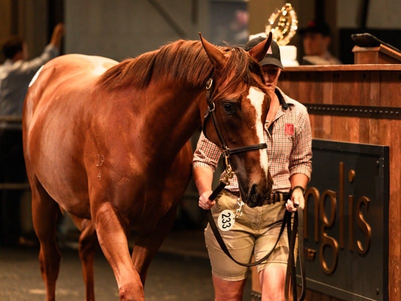 Extreme Choice filly