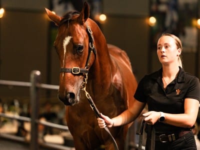 The sale-topping Ghaiyyath colt