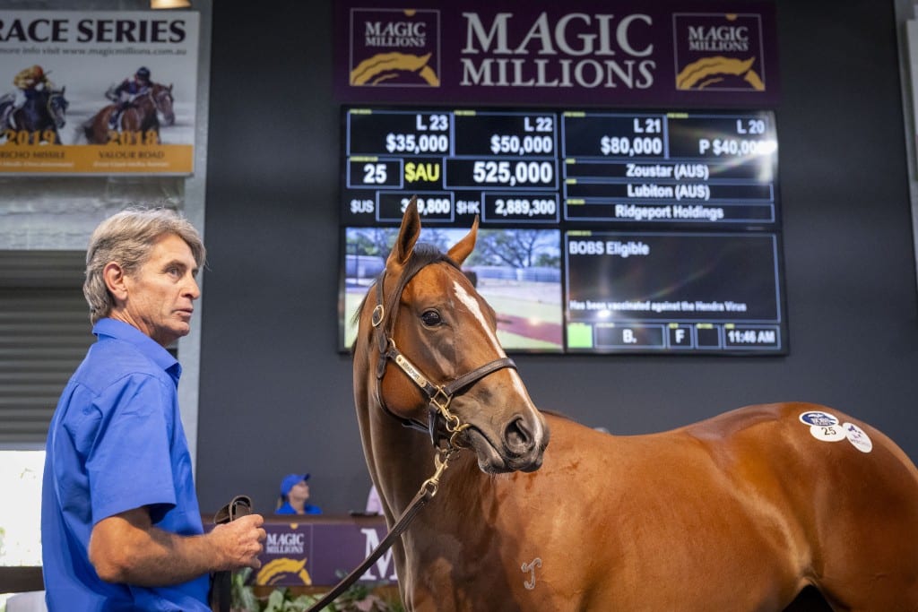 Zoustar x Lubiton filly