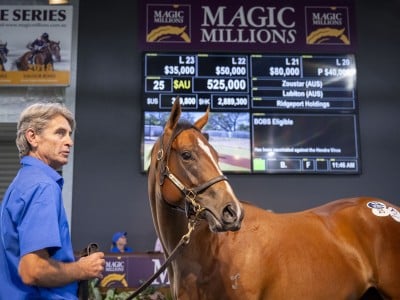 Zoustar x Lubiton filly