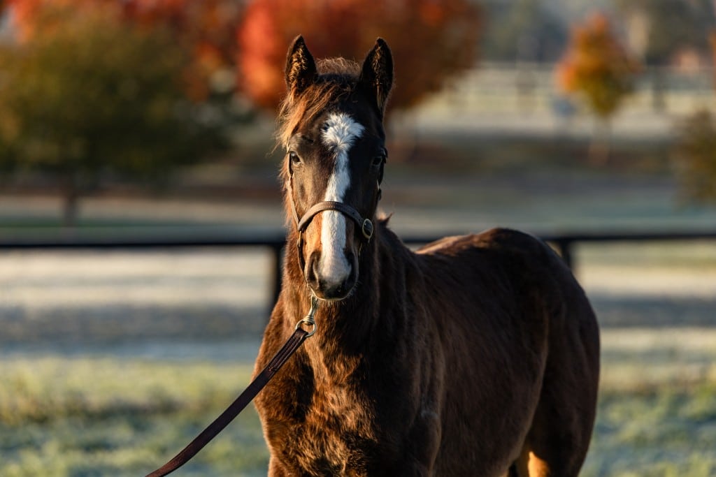 Snitzel-x-Winx