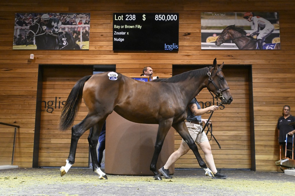 Zoustar x Nudge filly