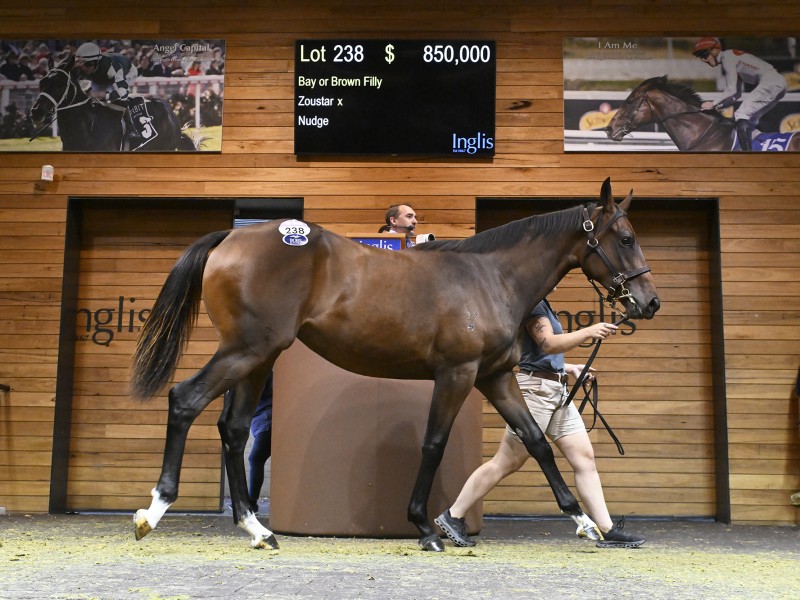 Zoustar x Nudge filly