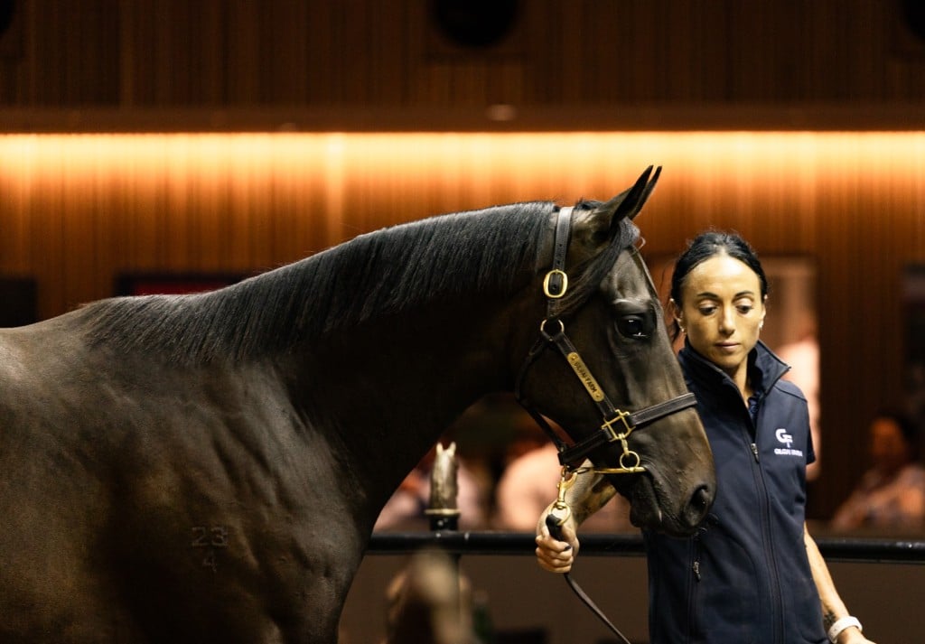 The Too Darn Hot colt which topped day two of the Inglis Premier Yearling Sale. (Photo: Inglis)