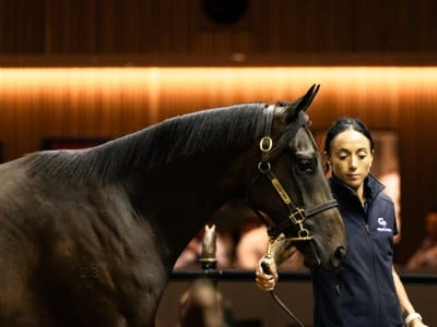 The Too Darn Hot colt which topped day two of the Inglis Premier Yearling Sale. (Photo: Inglis)