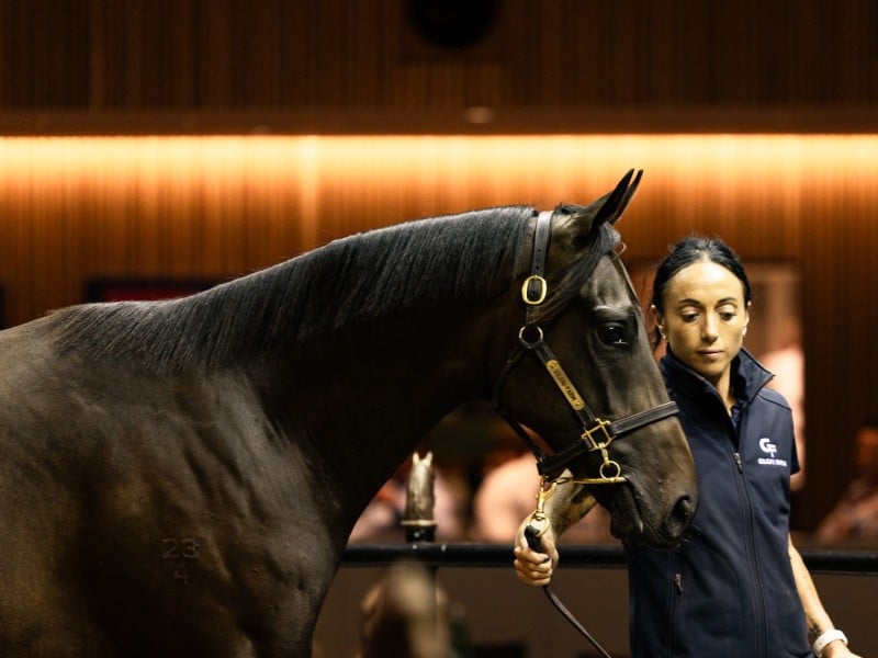 The Too Darn Hot colt which topped day two of the Inglis Premier Yearling Sale. (Photo: Inglis)