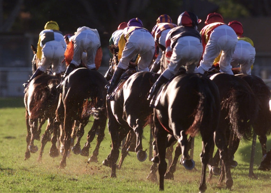Queensland horses