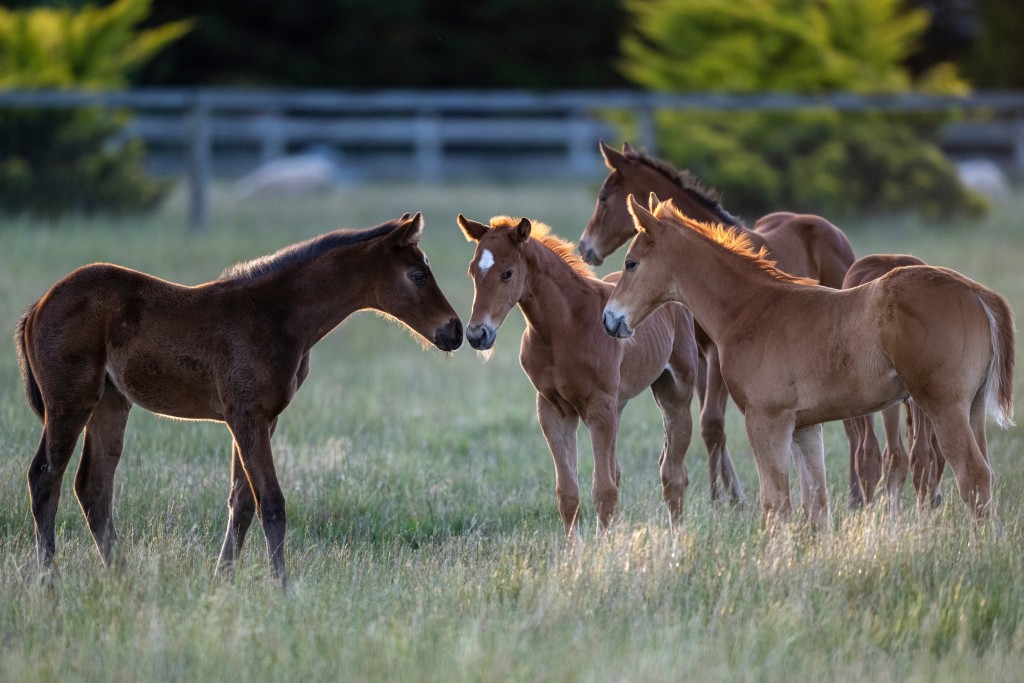 Australia's foal crop