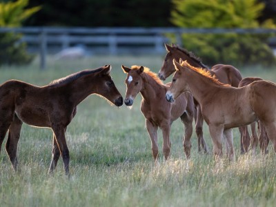 Australia's foal crop