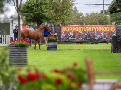 Magic Millions Adelaide Yearling Sale