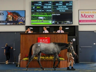 The Zoustar filly bound for the Philippines
