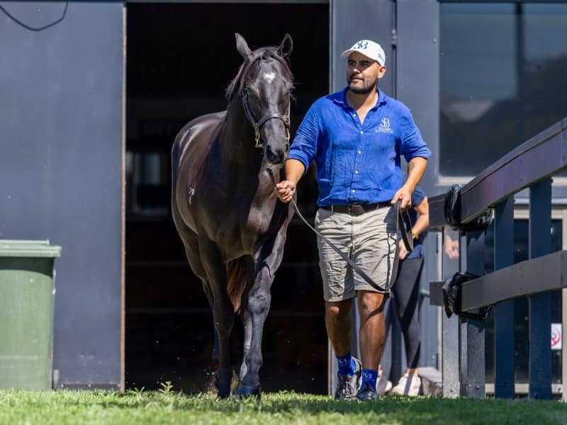 The Tassort filly who was the top lot of Day 2 in Adelaide