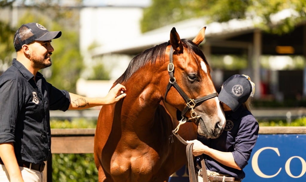 The $3 million Zoustar colt as the star of day one