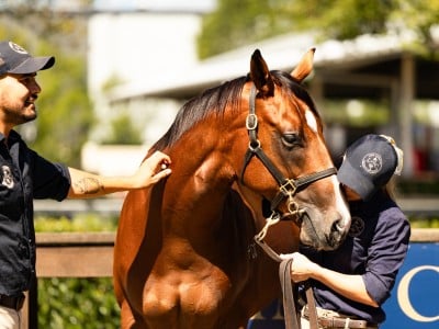 The $3 million Zoustar colt as the star of day one