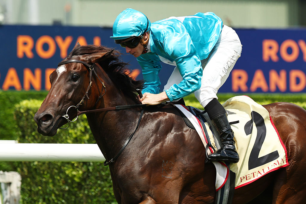 koh-to-offer-top-two-year-old-chayan-at-chairman-s-sale-the-straight