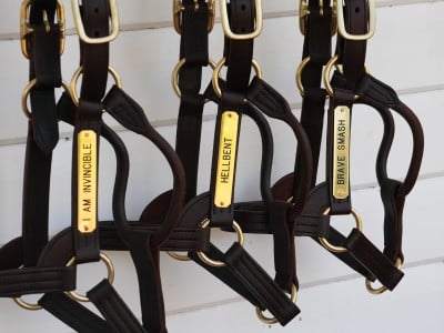 Yarraman Park stallion roster