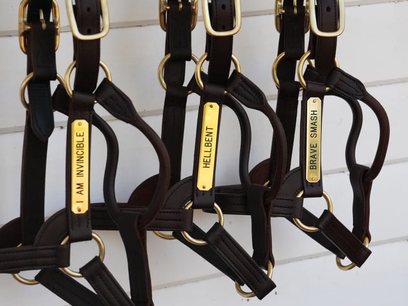 Yarraman Park stallion roster