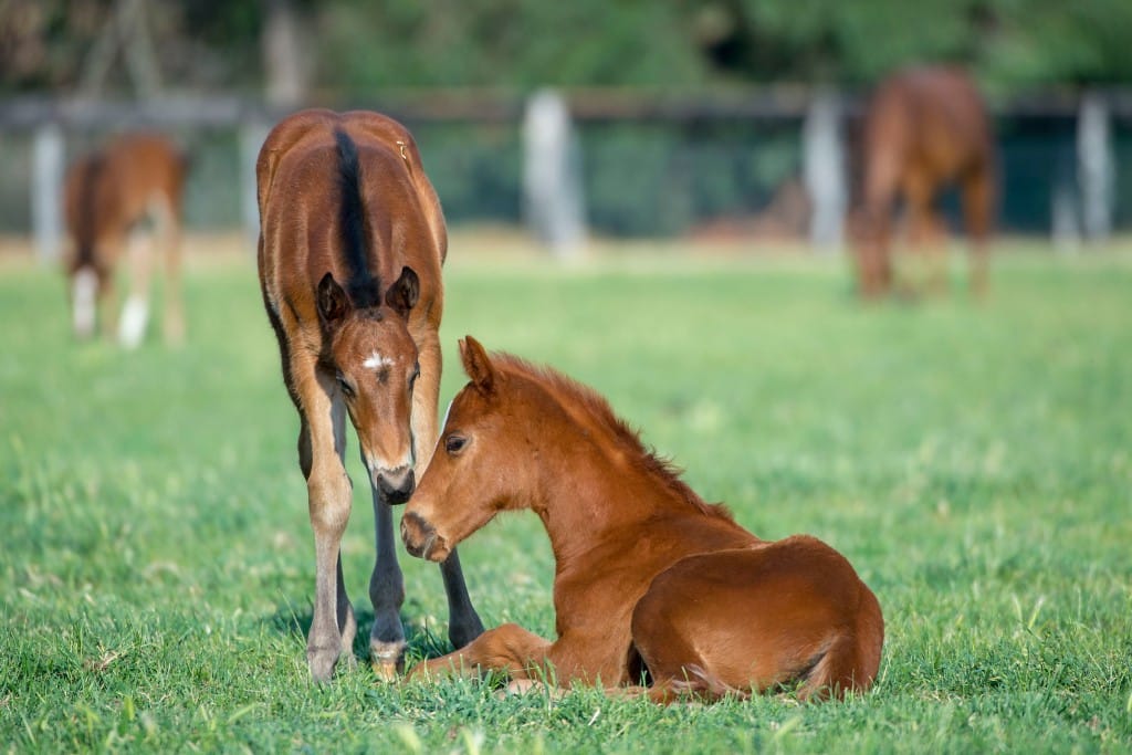 An amnesty of late registered foals and yearlings ends on Tuesday at 5:30pm. (Photo: Bronwen Healy - The Image Is Everything)