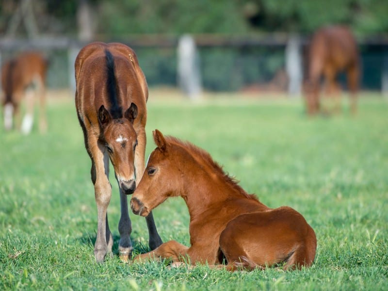 An amnesty of late registered foals and yearlings ends on Tuesday at 5:30pm. (Photo: Bronwen Healy - The Image Is Everything)