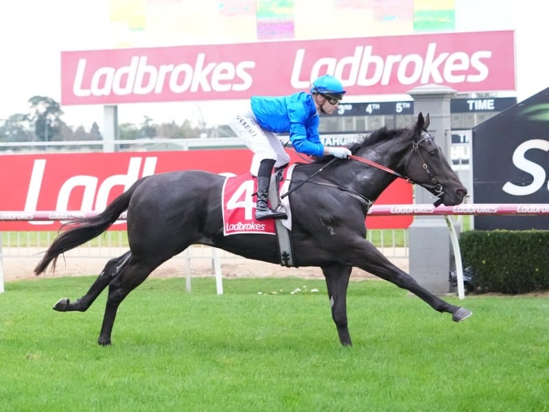 Cabriole ridden by Thomas Stockdale wins the Ladbrokes Odds Surge BM66 Handicap at Sale Racecourse on May 03, 2026 in Sale, Australia. (Photo by Scott Barbour/Racing Photos via Getty Images)