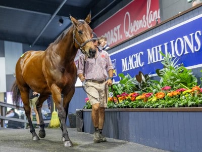 Mares in foal
